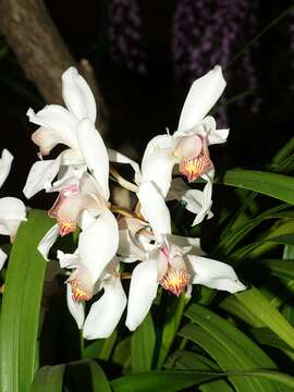 Image of Cymbidium erythrostylum Rolfe