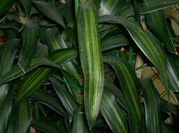 Image of Dracaena reflexa Lam.