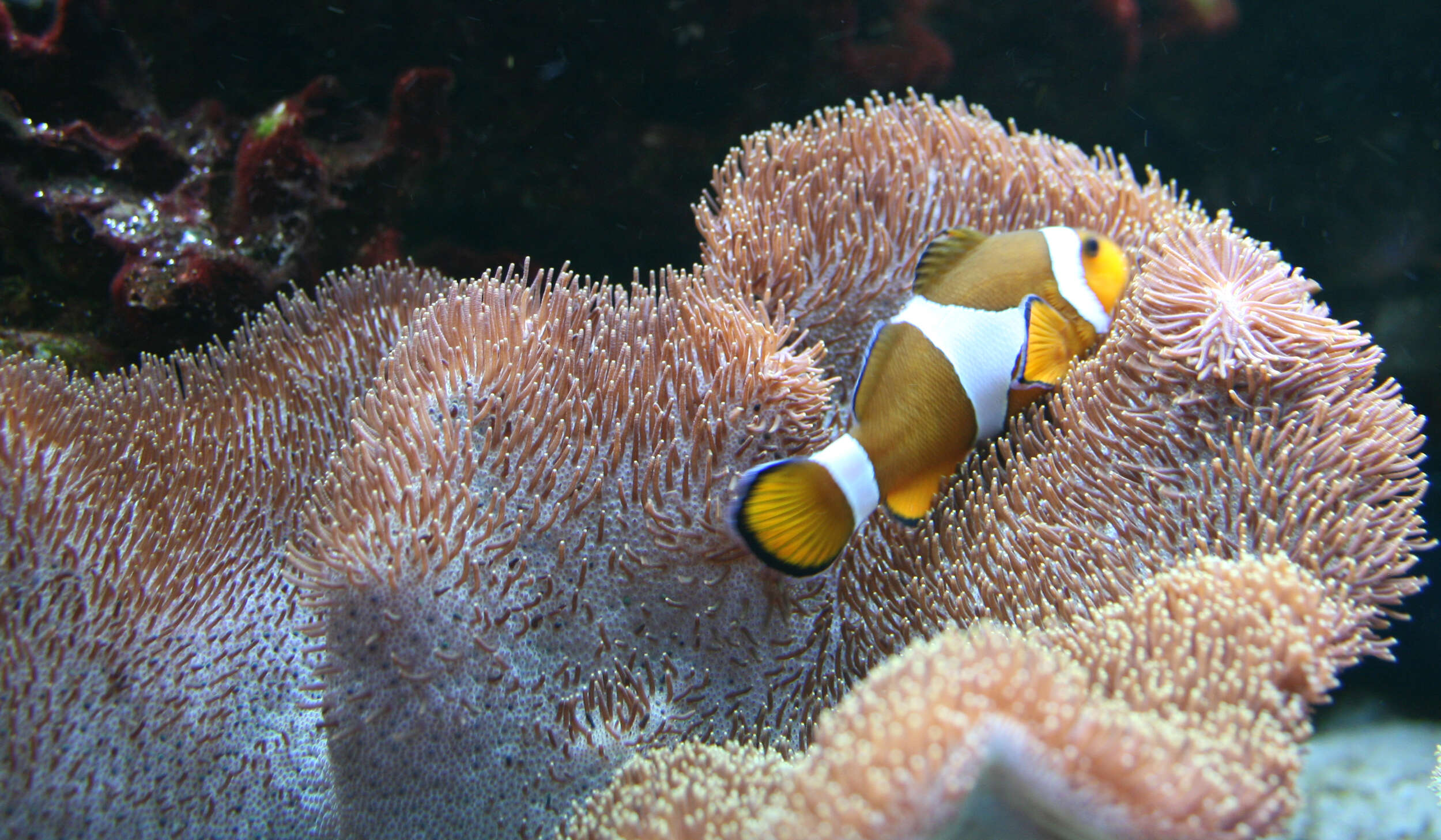 Image of Common clownfish