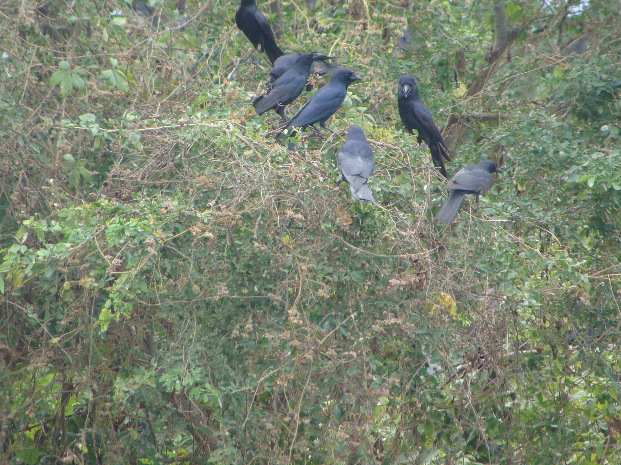 Imagem de Corvus sinaloae Davis & LI 1958