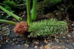 Image of giant rhubarb