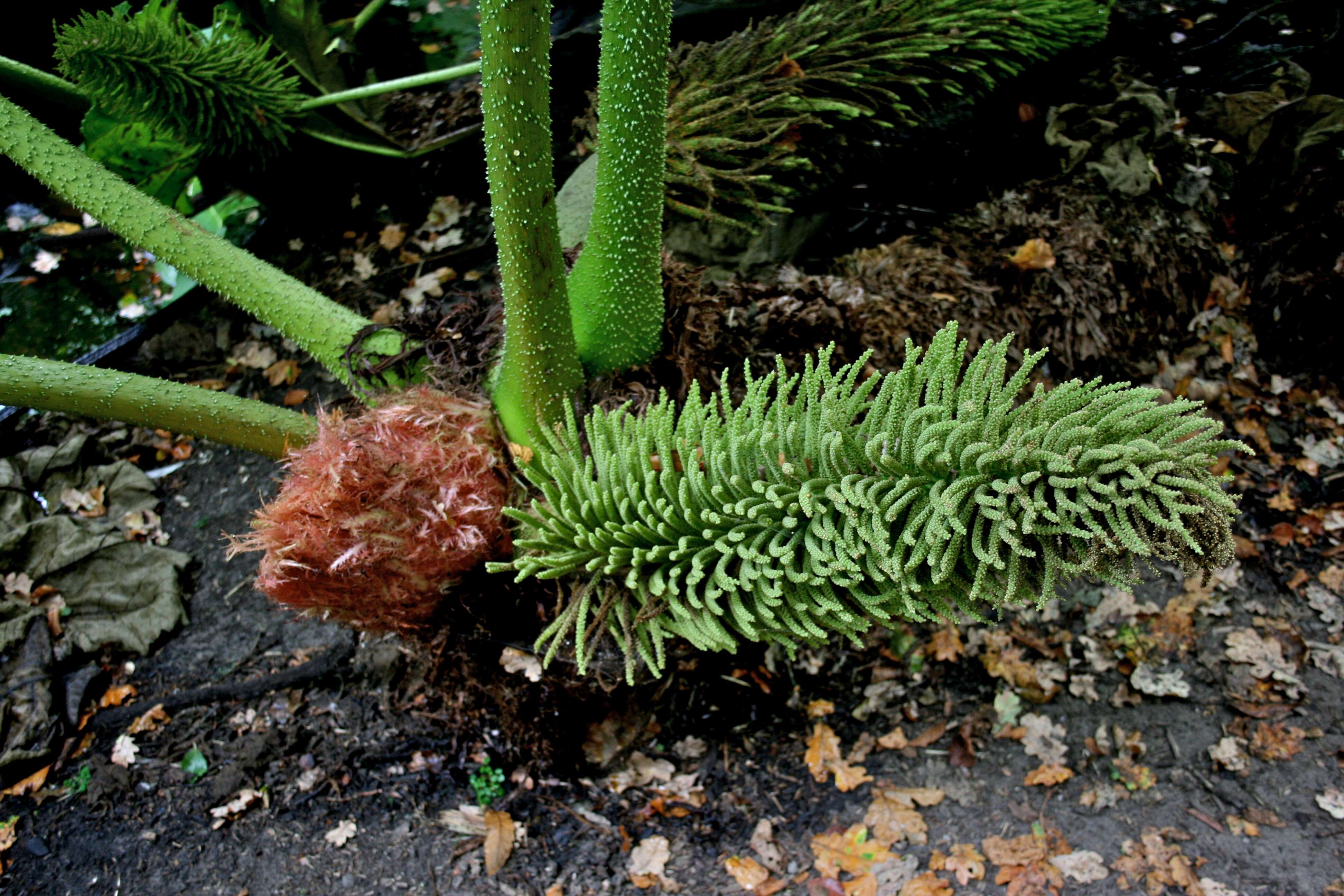 Image of giant rhubarb