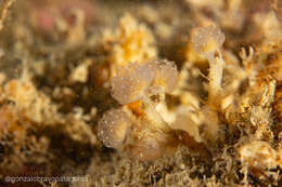 Image of Sycozoa gaimardi (Herdman 1886)