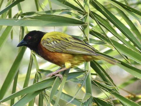 Image of Golden-backed Weaver