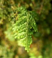 Imagem de Hymenophyllum hirtellum Sw.