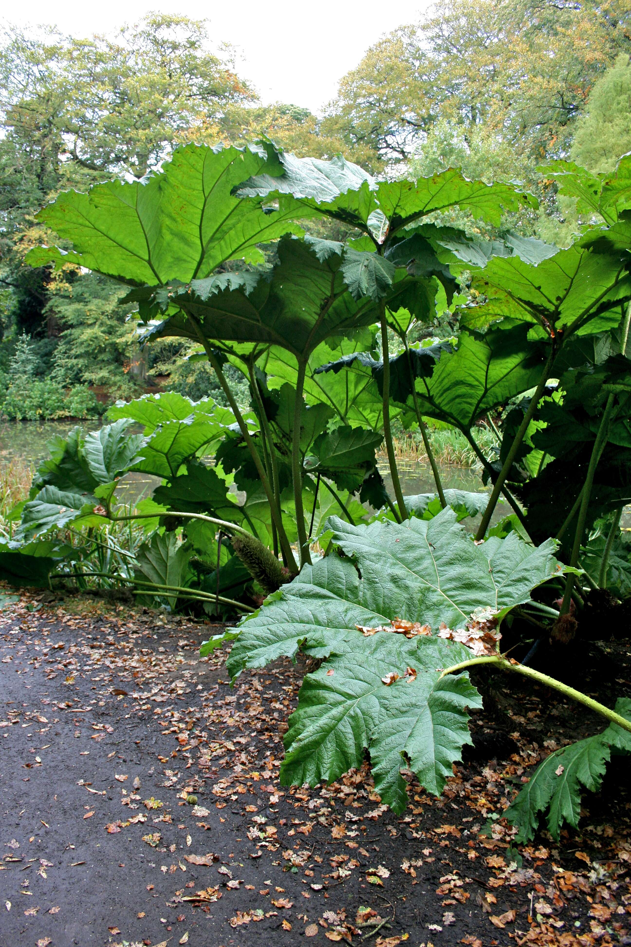 Image of giant rhubarb