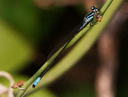 Image of Acanthagrion quadratum Selys 1876