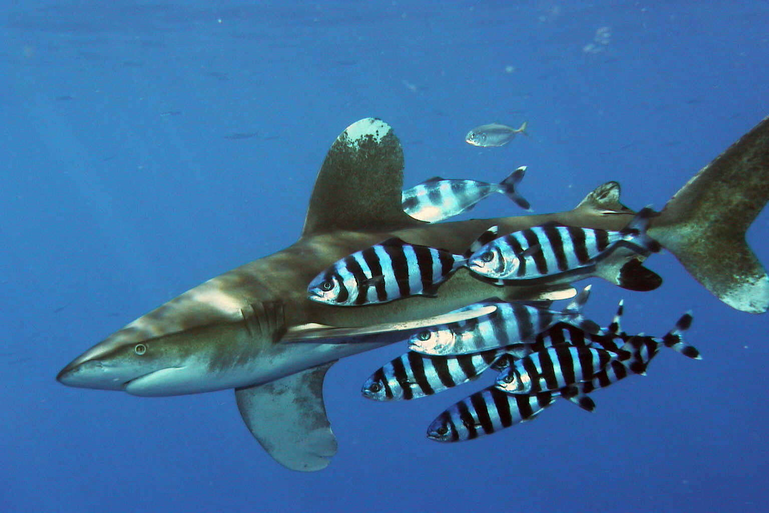 Слика од Carcharhinus longimanus (Poey 1861)