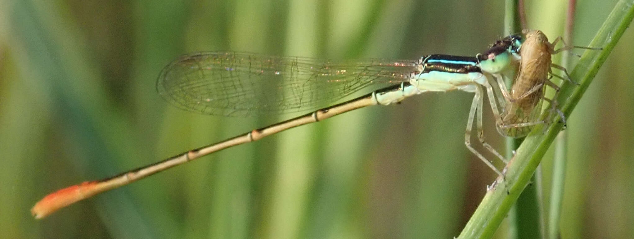 Image of Agriocnemis exilis Selys 1872