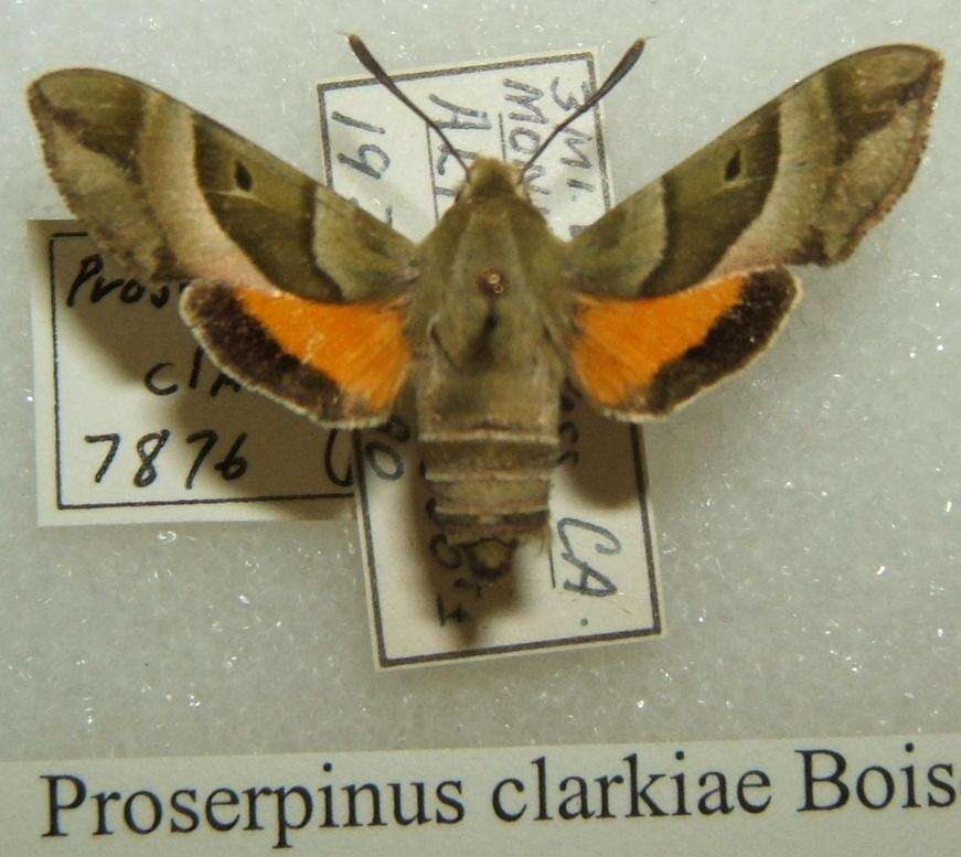 Proserpinus clarkiae (Boisduval 1852) resmi