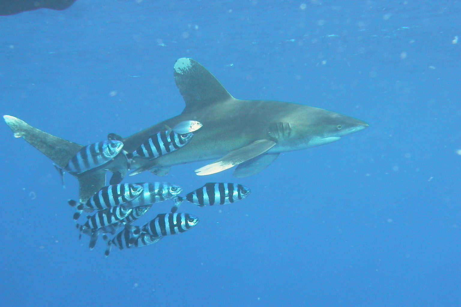 Слика од Carcharhinus longimanus (Poey 1861)