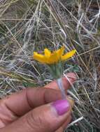 Plancia ëd Balsamorhiza lanata (W. M. Sharp) W. A. Weber