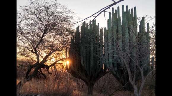 Image of Pachycereus weberi (J. M. Coult.) Backeb.