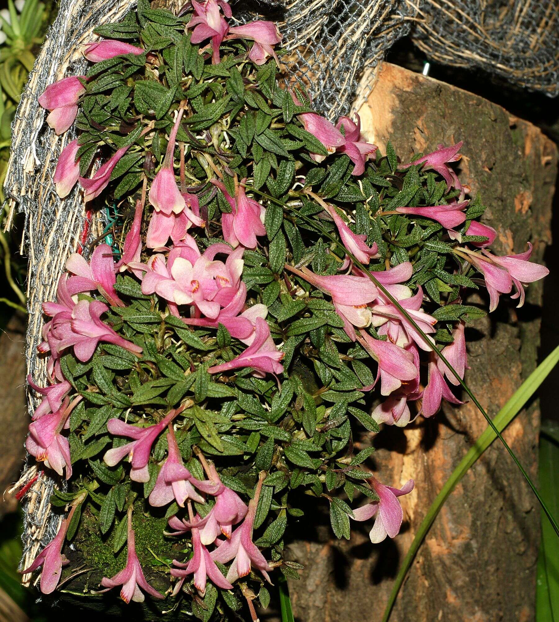 Imagem de Dendrobium cuthbertsonii F. Muell.