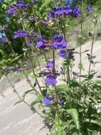 Image of finetooth beardtongue