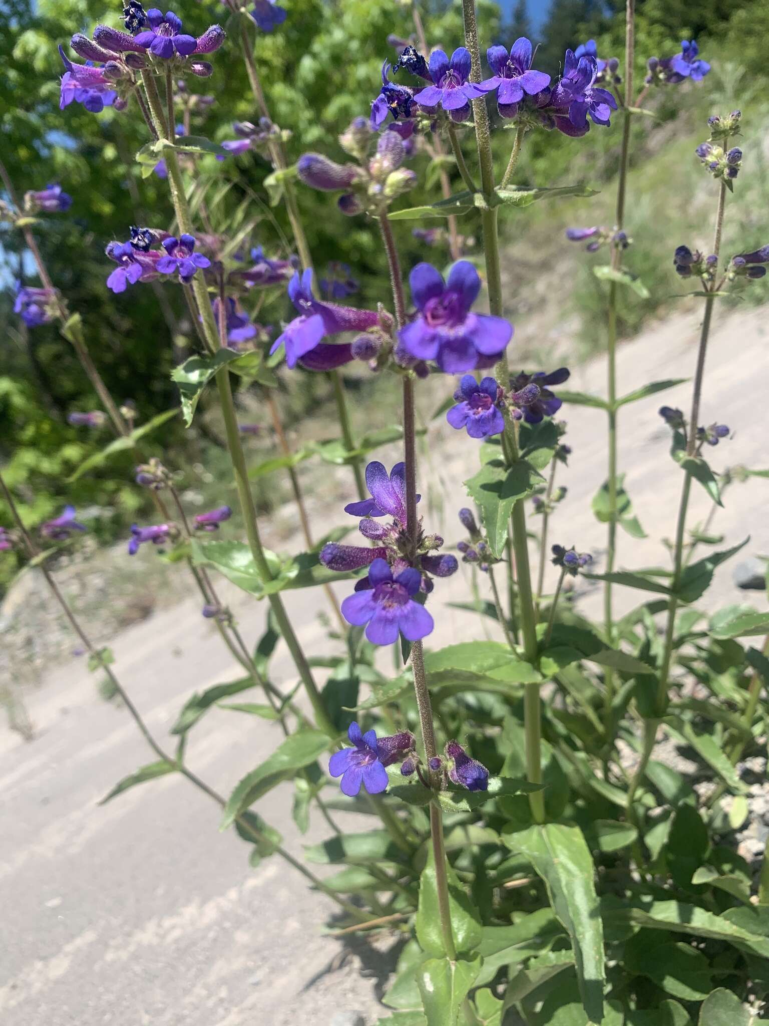 Image of finetooth beardtongue