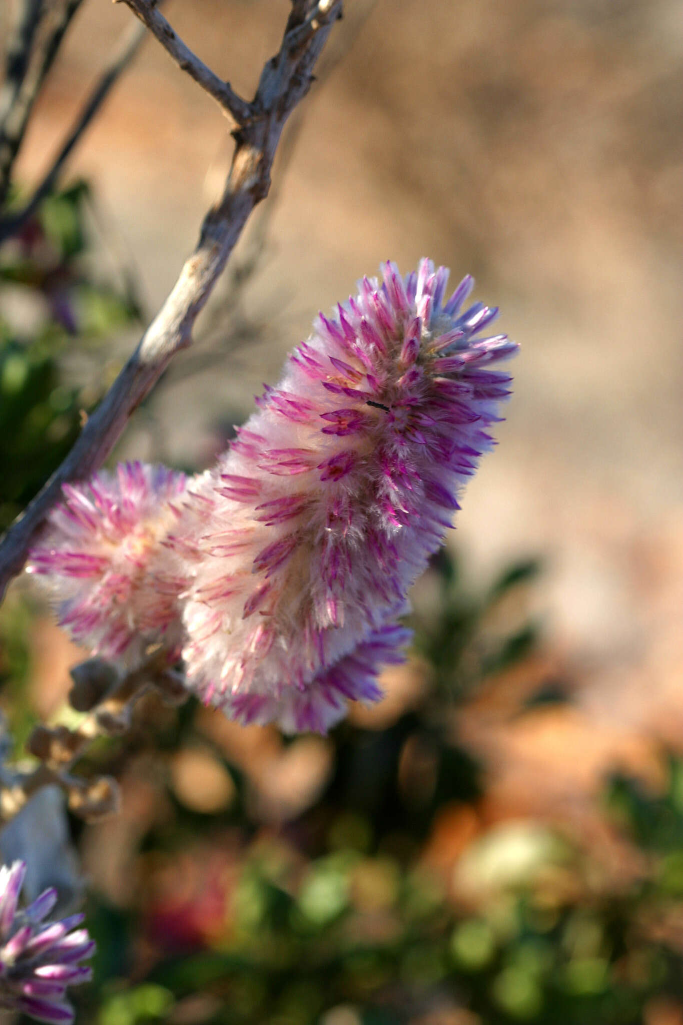 Image of Ptilotus rotundifolius (F. Müll.) F. Müll.