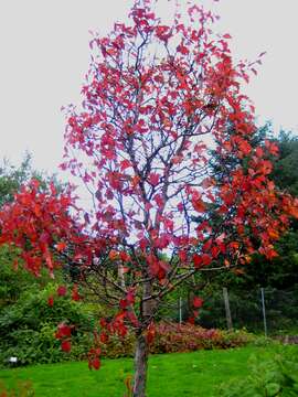 Image of Crataegus maximowiczii C. K. Schneid.