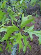 Image of Turkey Oak