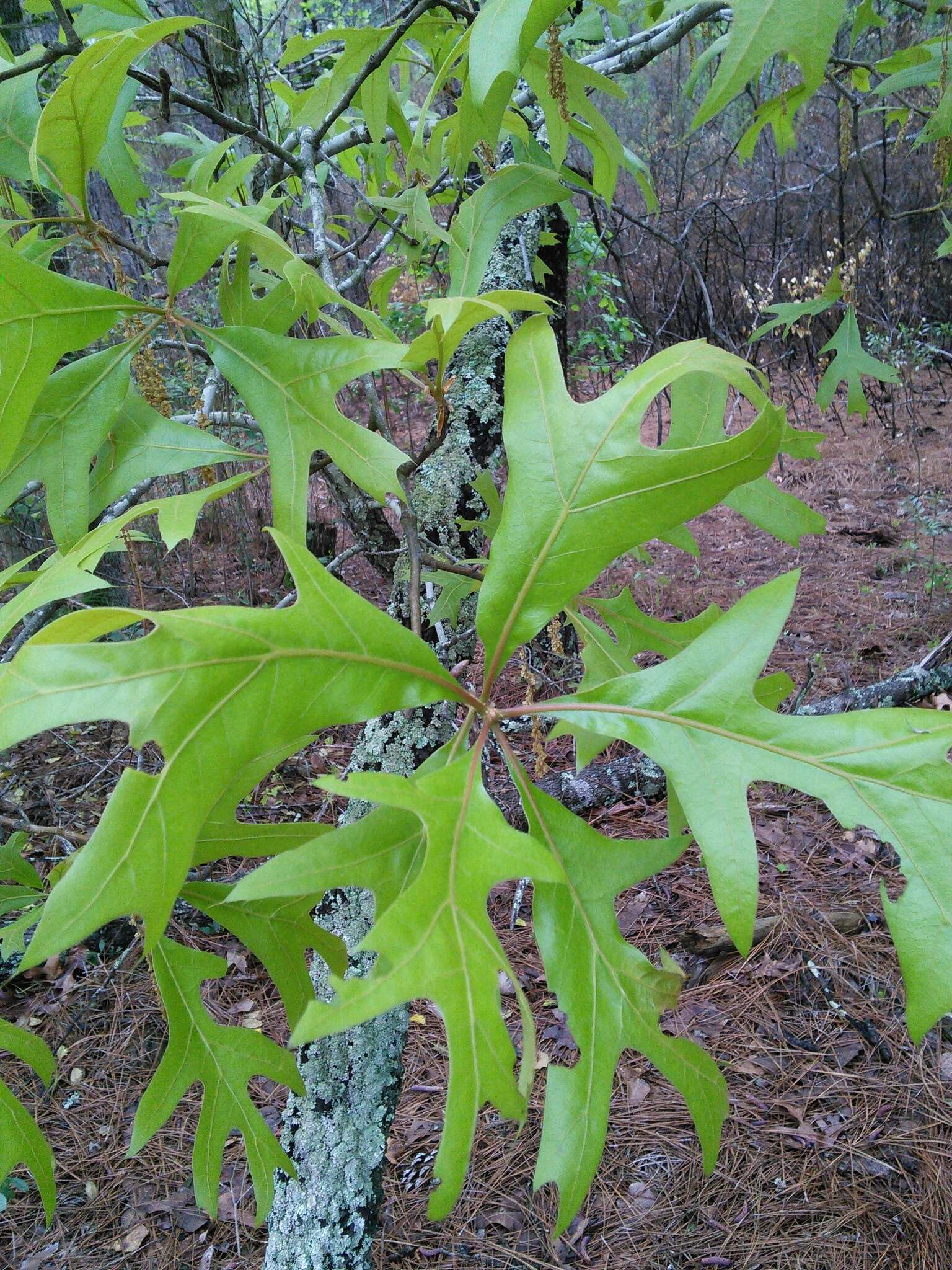 Image of Turkey Oak