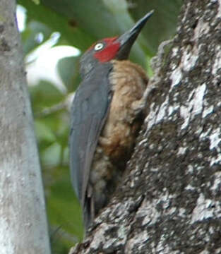 Image of Ashy Woodpecker