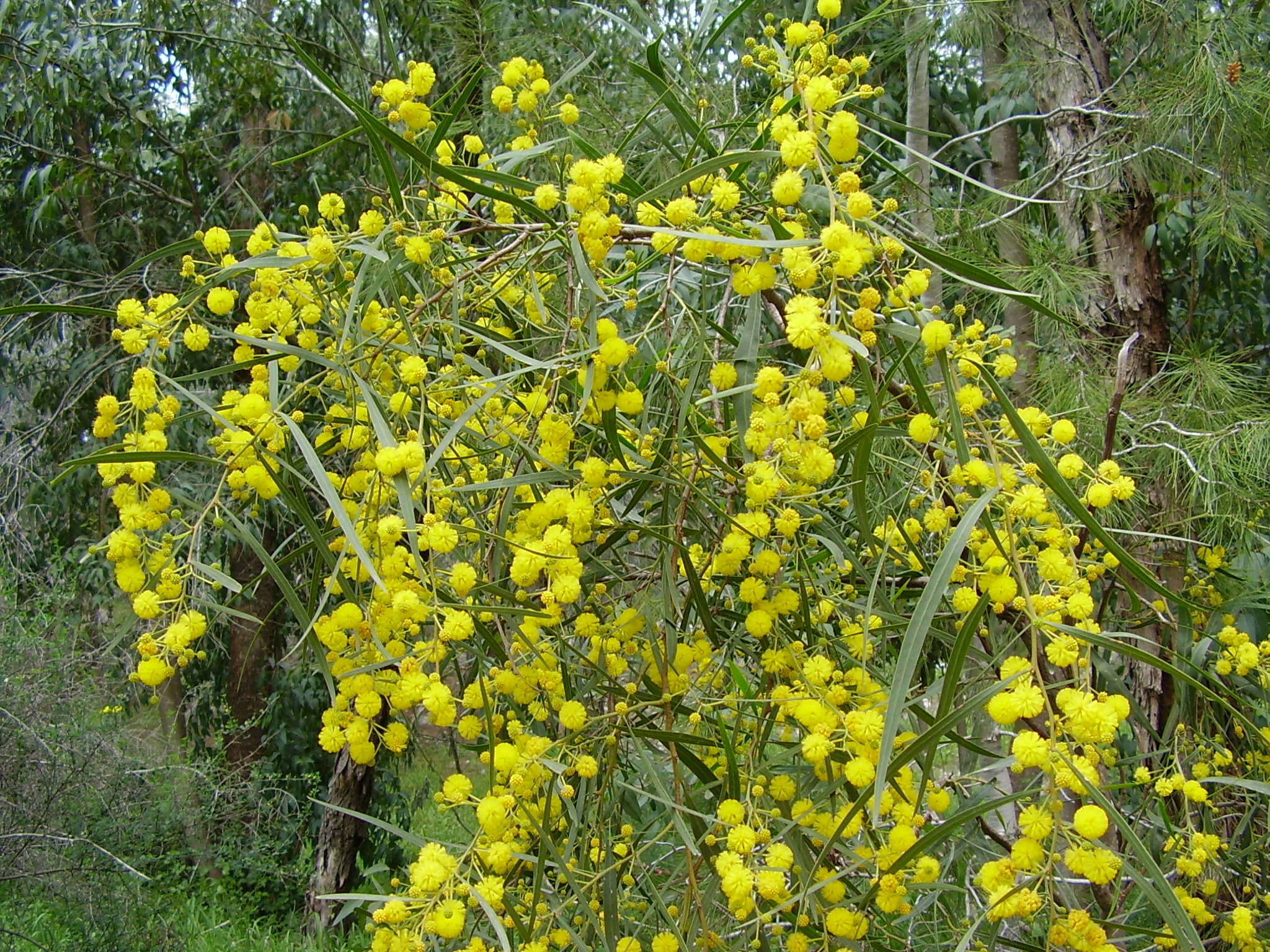 Image of orange wattle