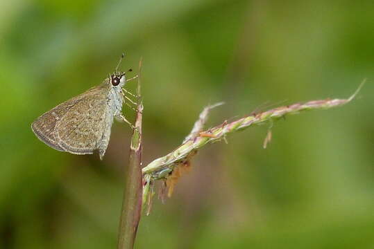 Image of Pygmy Scrub-hopper