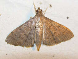 Image of Dusky Herpetogramma