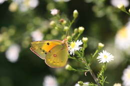 Image of Orange Sulphur