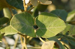 Image of Erythrina suberosa Roxb.