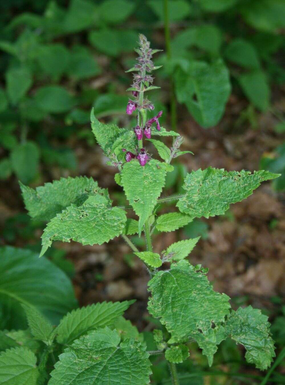 Image of hedge nettle