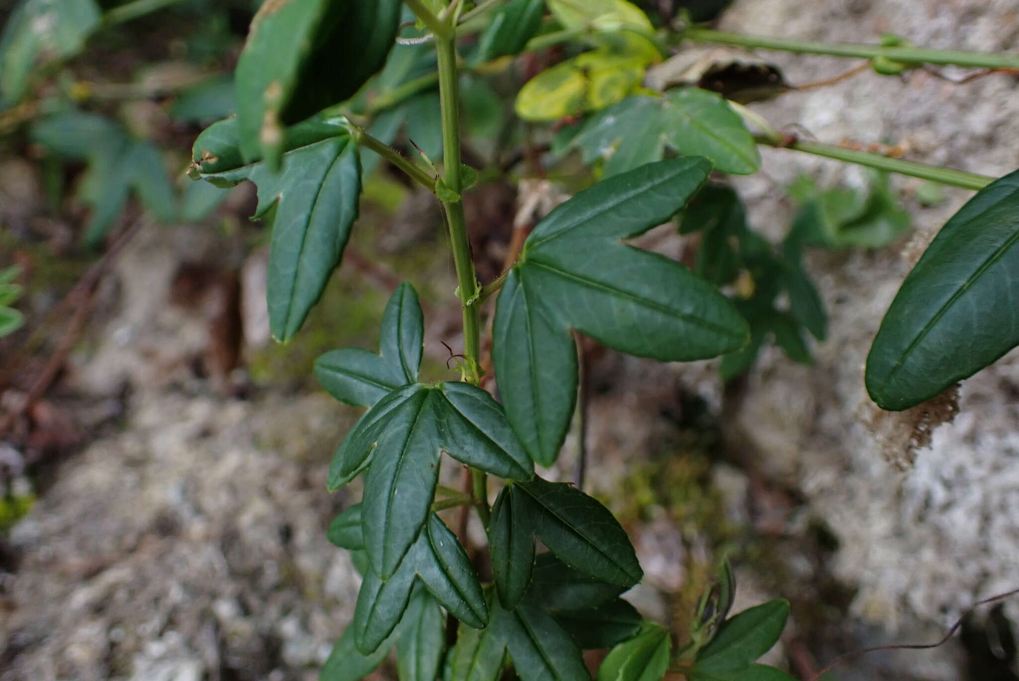 Слика од Passiflora cumbalensis var. macrochlamys (Harms) L. Escobar