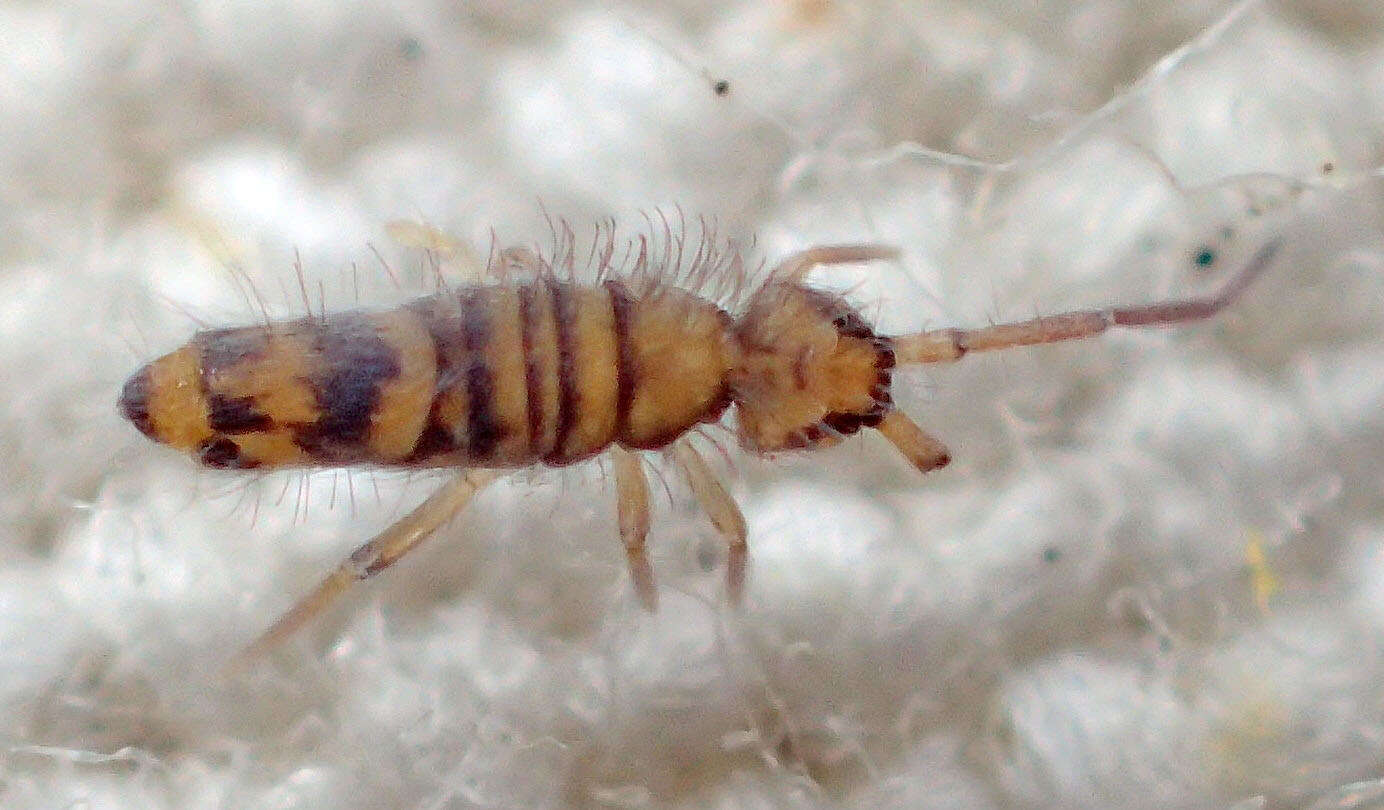 Image of Springtail