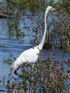 Image of Ardea alba melanorhynchos Wagler 1827