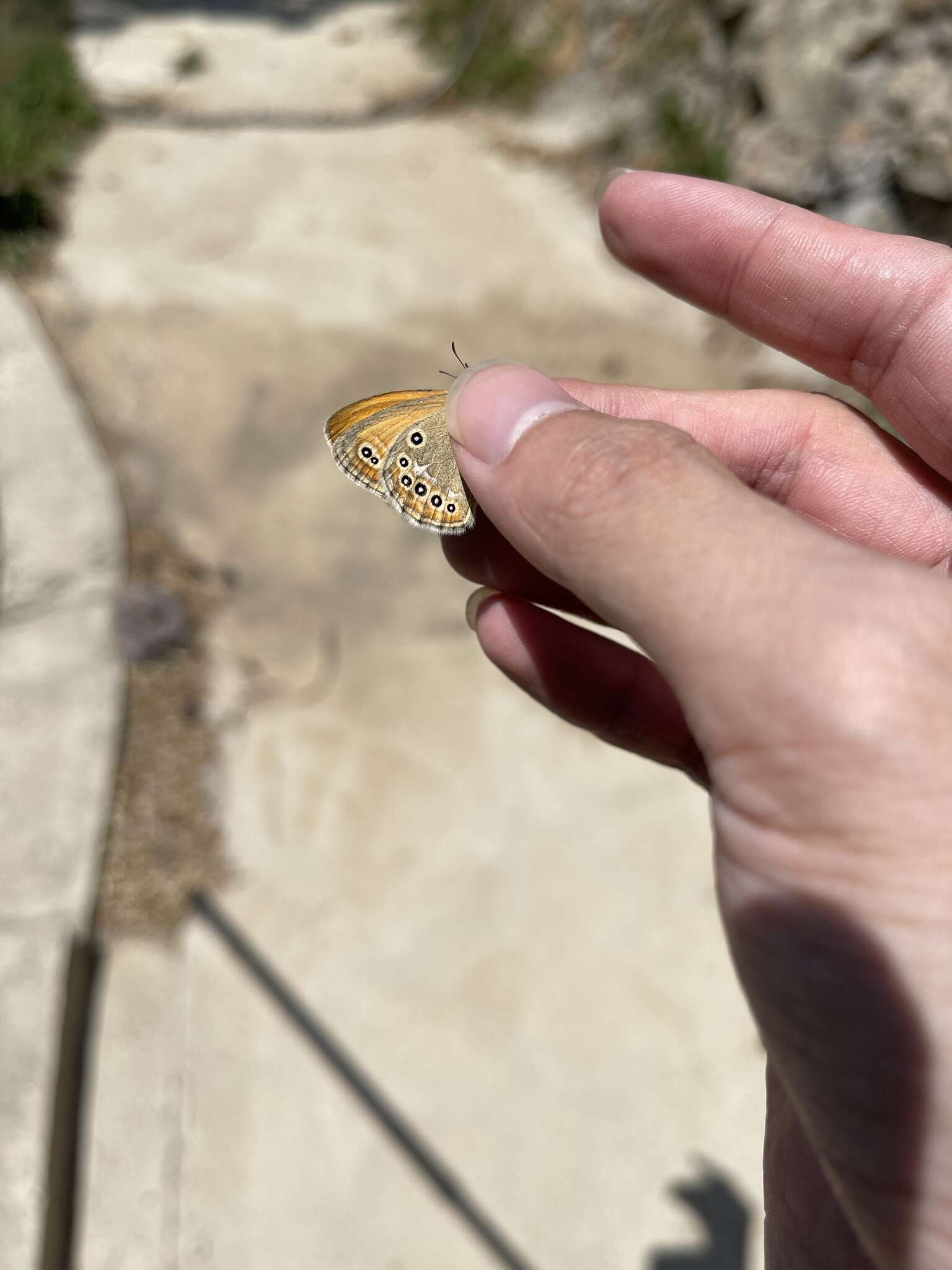 Image of Coenonympha amaryllis Cramer 1782