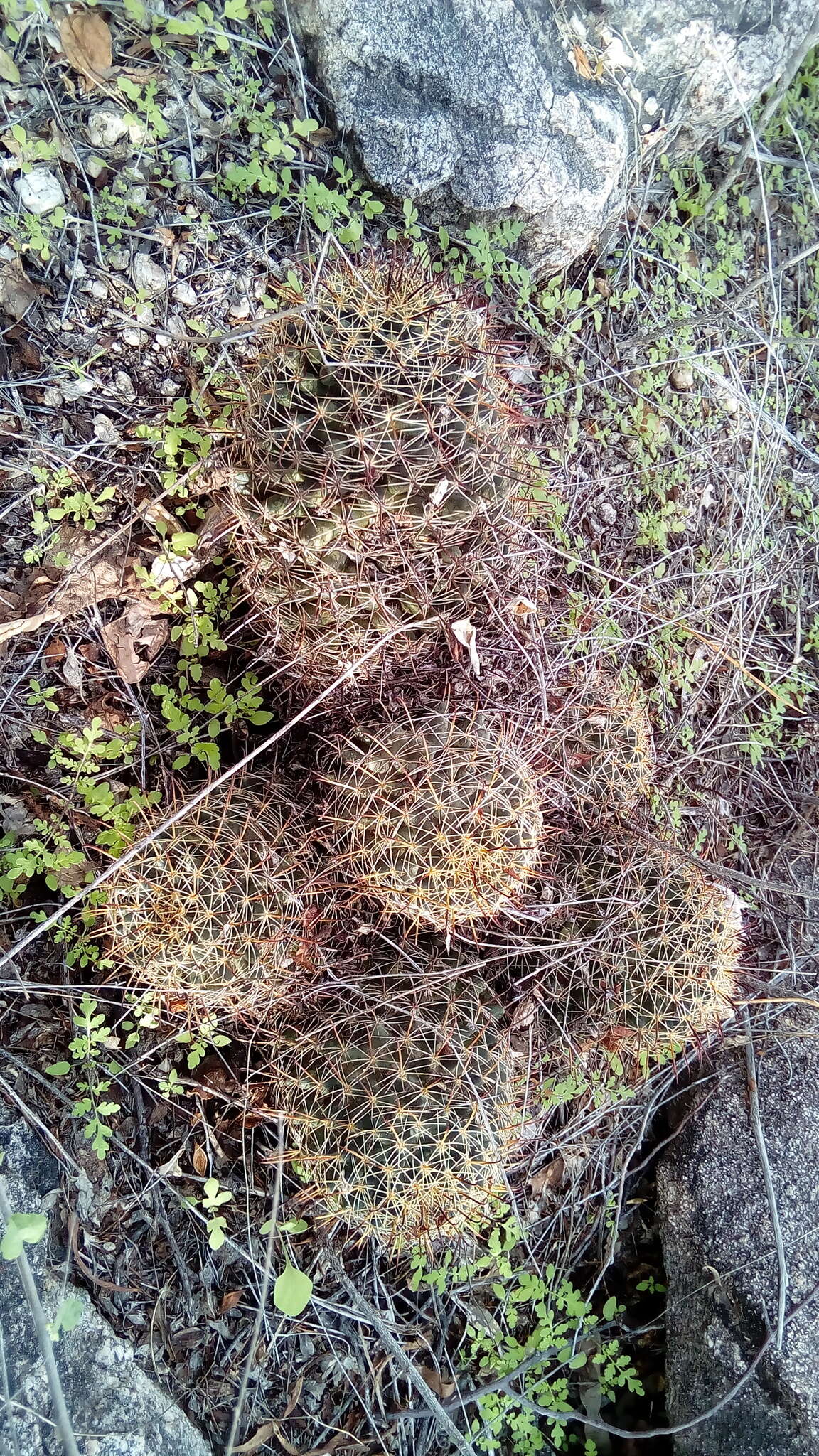 Imagem de Mammillaria mainiae K. Brandegee