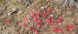 Imagem de Drosera alba Phill.