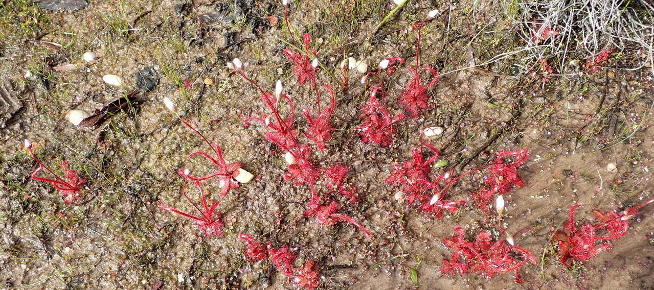 Imagem de Drosera alba Phill.