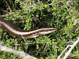 Image of Spondylurus powelli Hedges & Conn 2012