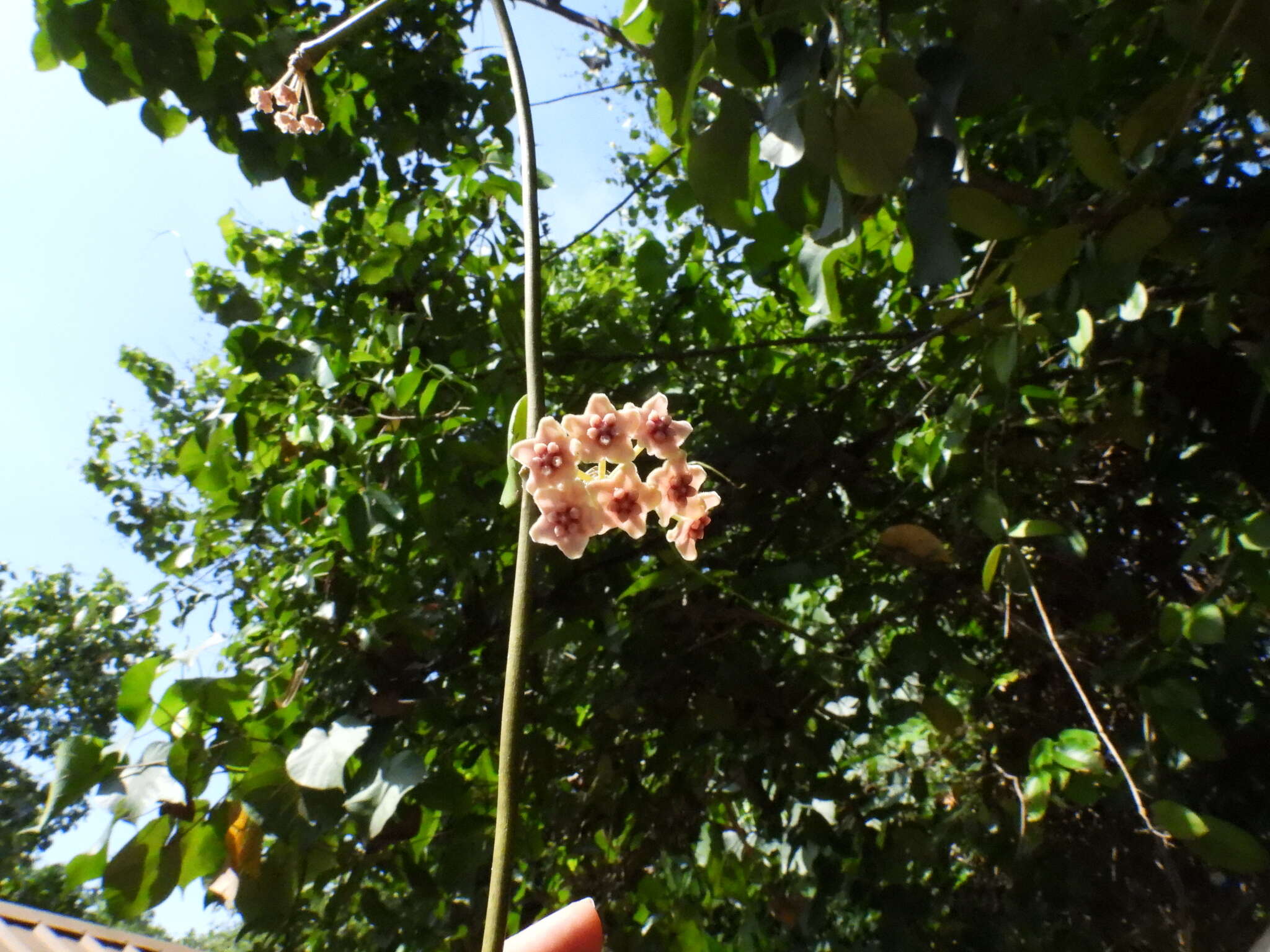 Image of Hoya diversifolia Bl.