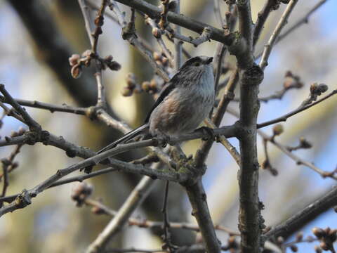 صورة Aegithalos caudatus rosaceus Mathews 1938