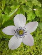 Image of Himalayan windflower