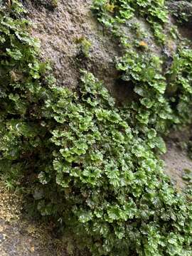 Image of tiny bristle fern