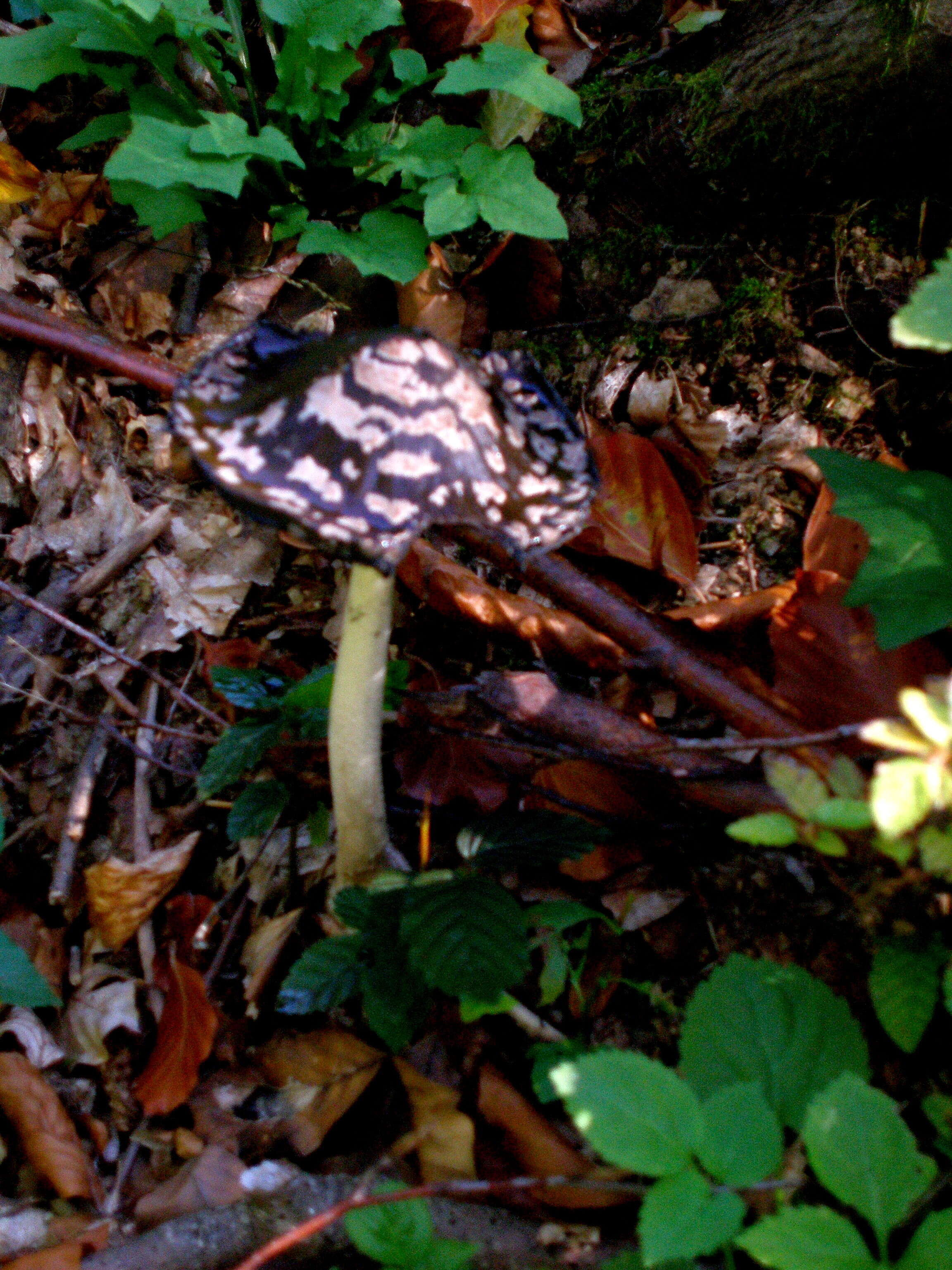 Imagem de Coprinopsis picacea (Bull.) Redhead, Vilgalys & Moncalvo 2001