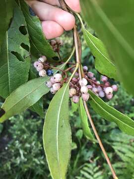 Viburnum nudum var. cassinoides (L.) Torr. & A. Gray的圖片