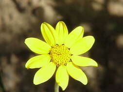 Image of Common Woolly Sunflower