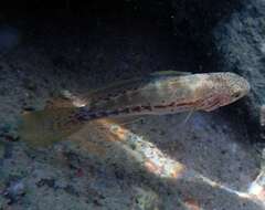 Image of Northern purplespotted gudgeon