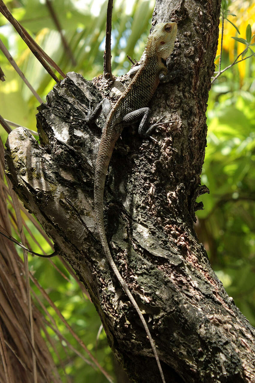 Image of Changeable lizard