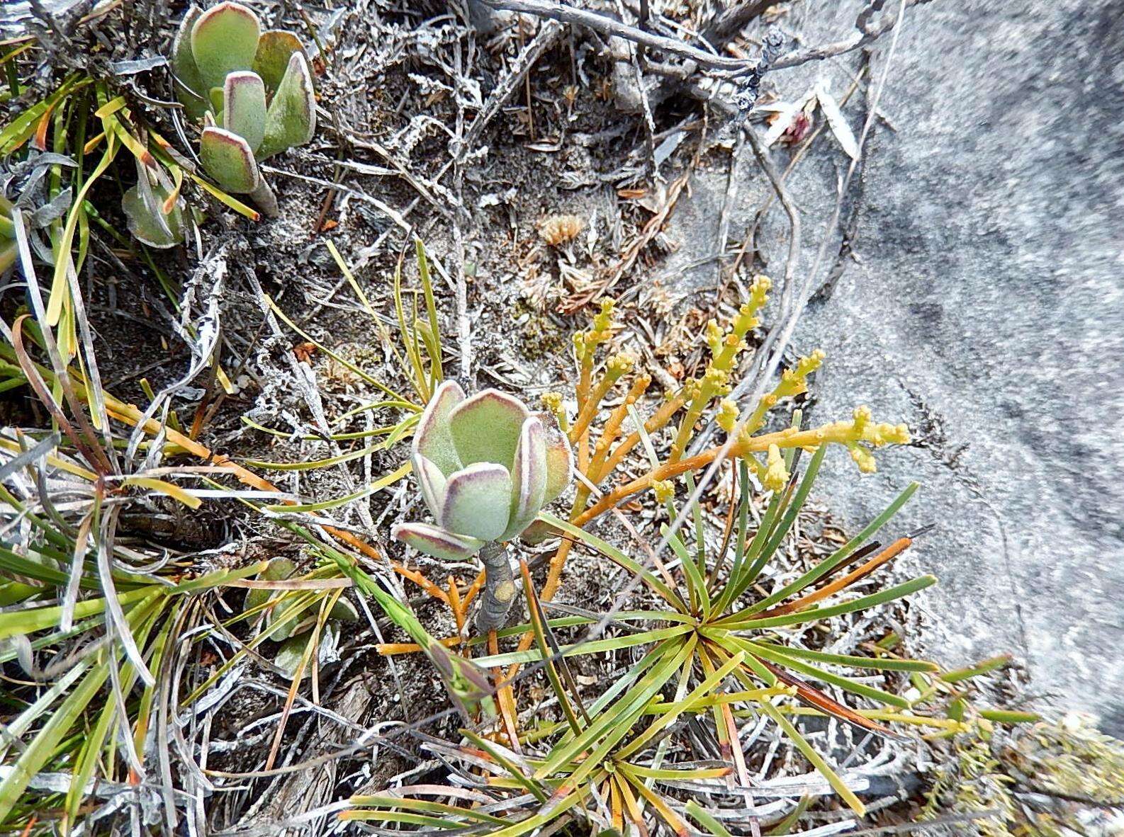 Image of Adromischus caryophyllaceus (Burm. fil.) Lem.