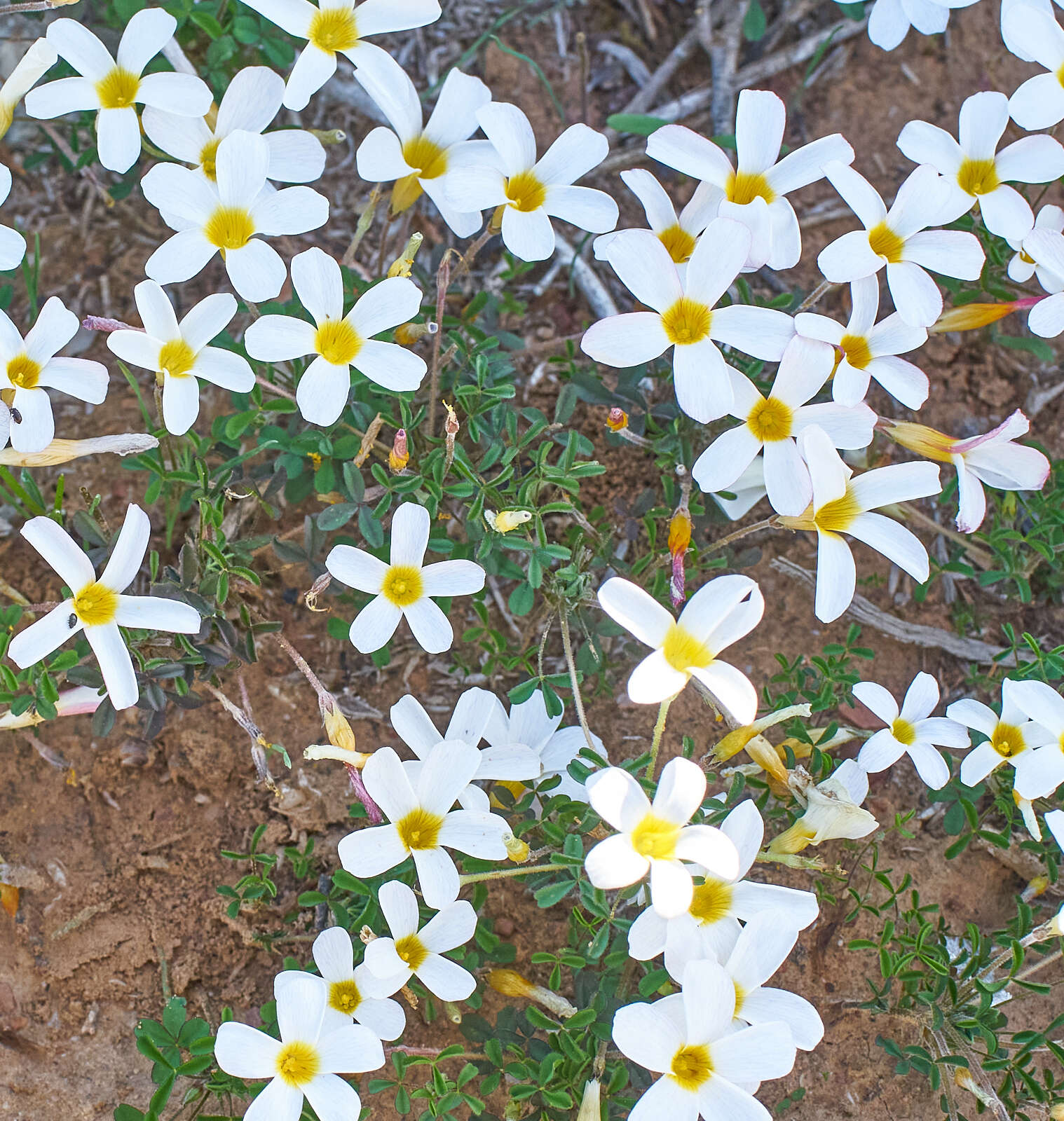 Imagem de Oxalis tenella Jacq.